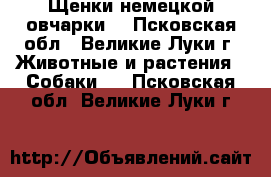 Щенки немецкой овчарки. - Псковская обл., Великие Луки г. Животные и растения » Собаки   . Псковская обл.,Великие Луки г.